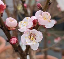 Zwerg-Aprikose `Garden Aprigold® ´ Prunus Armeniaca `Garden Aprigold´ -Obstbäume Verkäufe Garden Aprigold Bl te