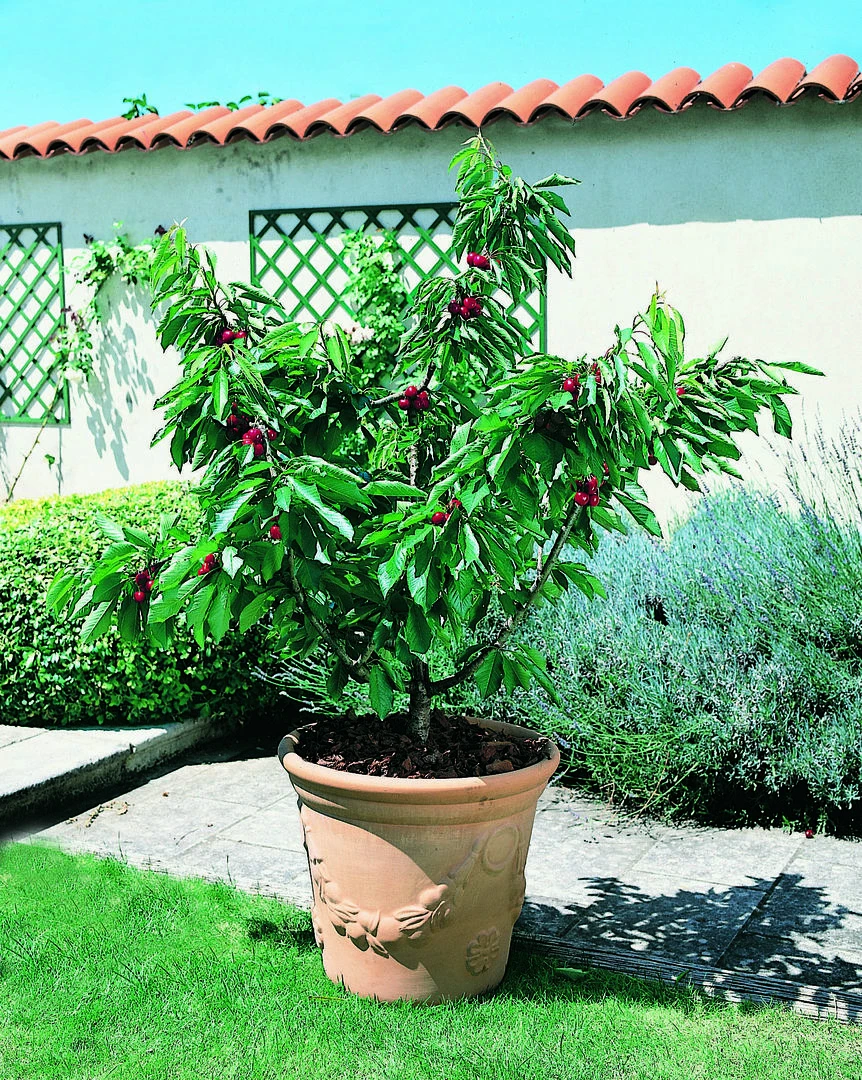 Zwerg-Süßkirsche `Garden Bing®´ Prunus Avium `Garden Bing´ 1 Zwerg-Süßkirsche `Garden Bing®´ Prunus Avium `Garden Bing´