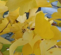 Ginkgo / Fächerblattbaum Ginkgo Biloba -Obstbäume Verkäufe Ginkgo biloba Herbstf rbung