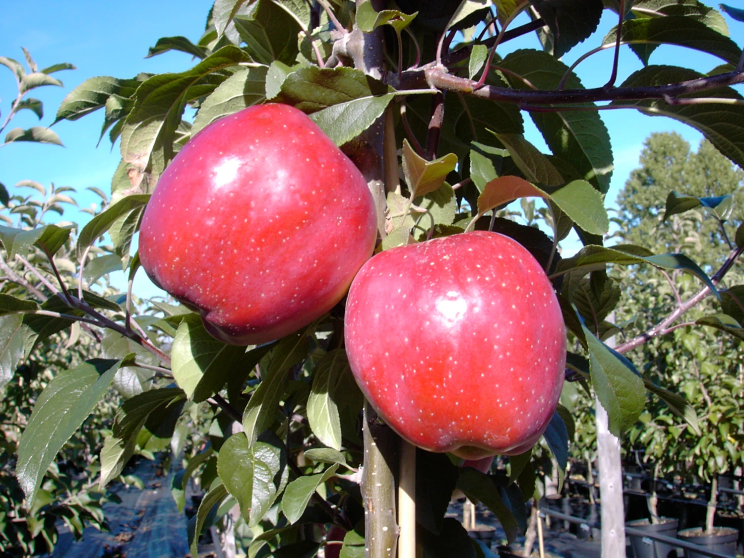 Gloster Malus Domestica 2 Gloster Malus Domestica – Bild 2