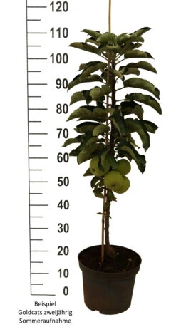 Säulenapfel `Goldcats´ Malus Domestica `Goldcats´ -Obstbäume Verkäufe Goldcats zweij hrig weiss