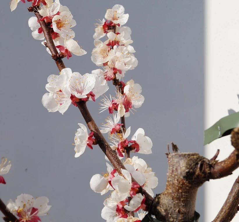 Wildaprikose Prunus Armeniaca 2 Wildaprikose Prunus Armeniaca – Bild 2