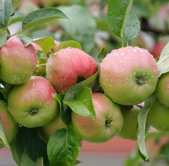 Gravensteiner Malus Domestica 1 Gravensteiner Malus Domestica