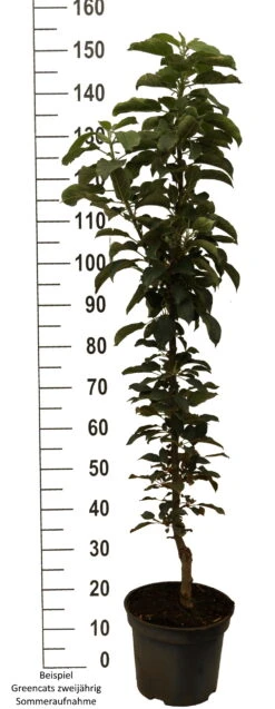 Säulenapfel `GreenCats´ Malus Domestica `Greencats´ -Obstbäume Verkäufe Greencats weiss