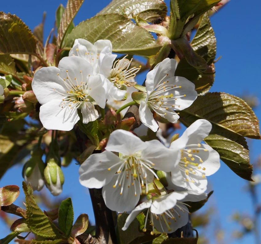 Große Schwarze Knorpelkirsche Prunus Avium `Große Schwarze Knorpelkirsche´ 2 Große Schwarze Knorpelkirsche Prunus Avium `Große Schwarze Knorpelkirsche´ – Bild 2