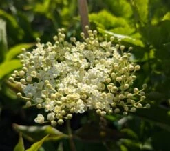 Holunder `Haidegg 17´ Sambucus Nigra `Haidegg17´ 5 Holunder `Haidegg 17´ Sambucus Nigra `Haidegg17´ -Obstbäume Verkäufe Haidegg Bl te