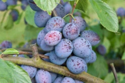 Hanita ® Prunus Domestica `Hanita 12 Hanita ® Prunus Domestica `Hanita -Obstbäume Verkäufe Hanita3