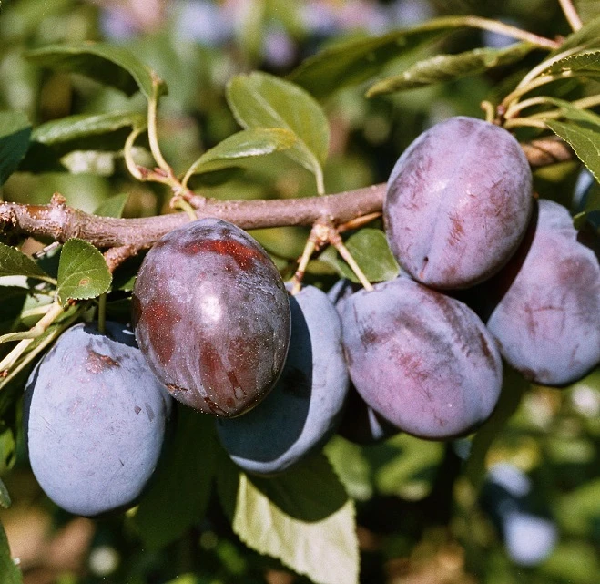 Hanita ® Prunus Domestica `Hanita 2 Hanita ® Prunus Domestica `Hanita – Bild 2