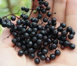 Holunder Haschberg Sambucus Nigra `Haschberg´ -Obstbäume Verkäufe Haschberg