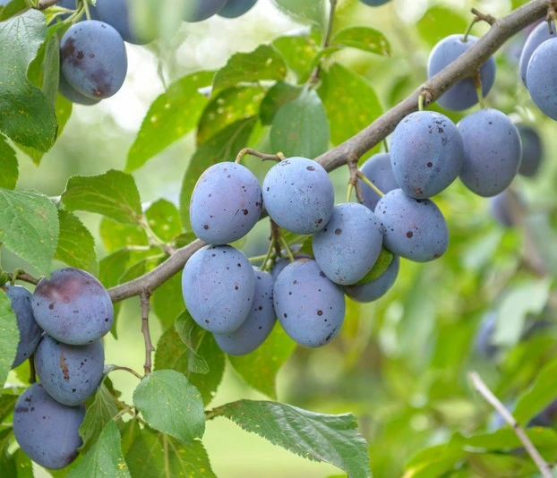 Hauszwetsche Prunus Domestica `Hauszwetsche´ 1 Hauszwetsche Prunus Domestica `Hauszwetsche´