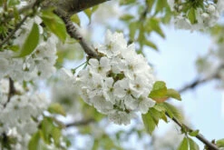 Obstbäume Verkäufe 10 Obstbäume Verkäufe -Obstbäume Verkäufe Hedelfinger Risen Bl te