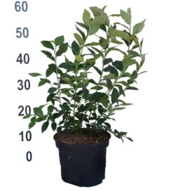 Heidelbeere - Reka Vaccinum Corymbosum `Reka´ -Obstbäume Verkäufe Heidelbeere reka 2