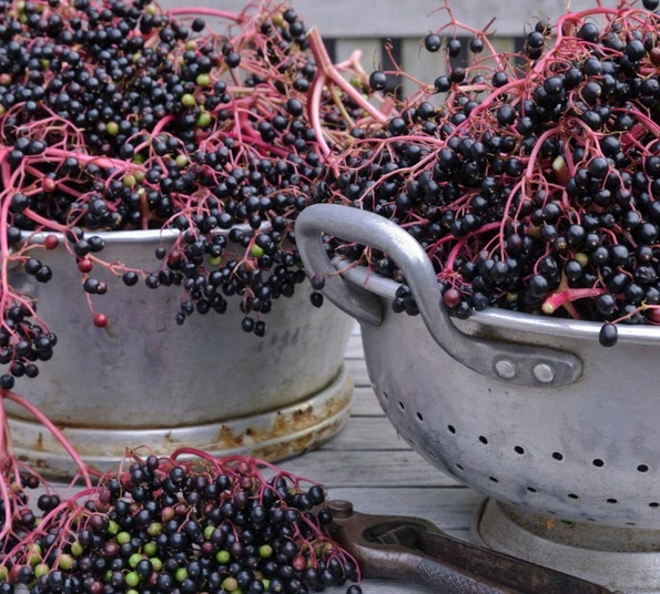 Holunder `Haidegg 17´ Sambucus Nigra `Haidegg17´ 1 Holunder `Haidegg 17´ Sambucus Nigra `Haidegg17´