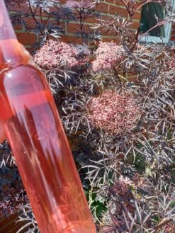 Holunder Black Lace ® Sambucus Nigra `Black Lace´ 13 Holunder Black Lace ® Sambucus Nigra `Black Lace´ -Obstbäume Verkäufe Holunderbl ten Likor rosa