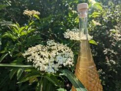 Holunder Haschberg Sambucus Nigra `Haschberg´ -Obstbäume Verkäufe Holunderbl tenlik r weiss