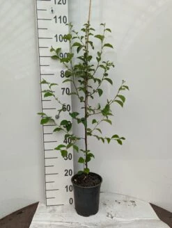 Chinesische Quitte / Holzquitte Pseudocydonia Sinensis -Obstbäume Verkäufe Holzquitte