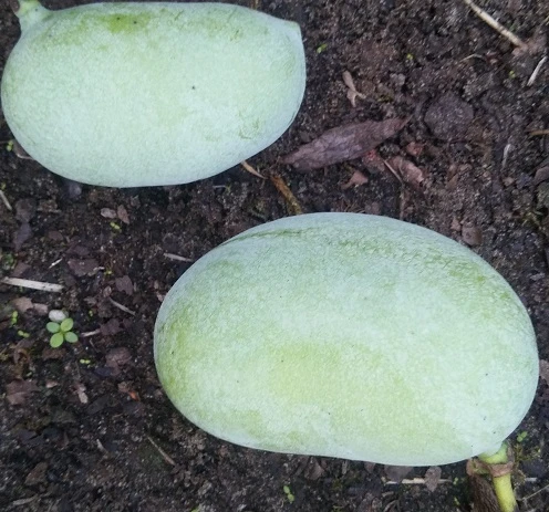 Veredelte Indianerbanane (Paw Paw) `Shenandoah®´ Asimina Triloba `Shenandoah´ 2 Veredelte Indianerbanane (Paw Paw) `Shenandoah®´ Asimina Triloba `Shenandoah´ – Bild 2