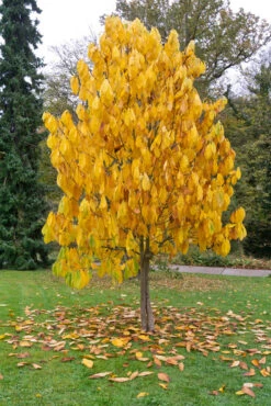 Veredelte Indianerbanane `Prolific´ Asimina Triloba `Profilic´ 8 Veredelte Indianerbanane `Prolific´ Asimina Triloba `Profilic´ -Obstbäume Verkäufe Indianerbanane BaumW2DFt4kwjl8ci