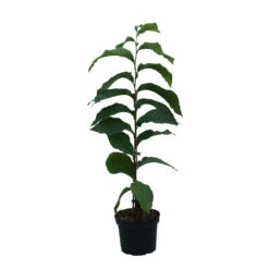 Indianerbanane (Paw Paw) Asimina Triloba -Obstbäume Verkäufe Indianerbanane weiss