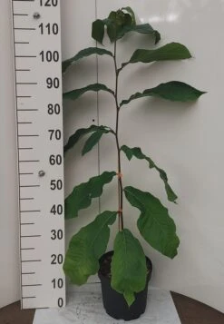 Veredelte Indianerbanane `NC1´ Asimina Triloba `NC1´ -Obstbäume Verkäufe Indianerbanane weissUURtI4poHnJw6