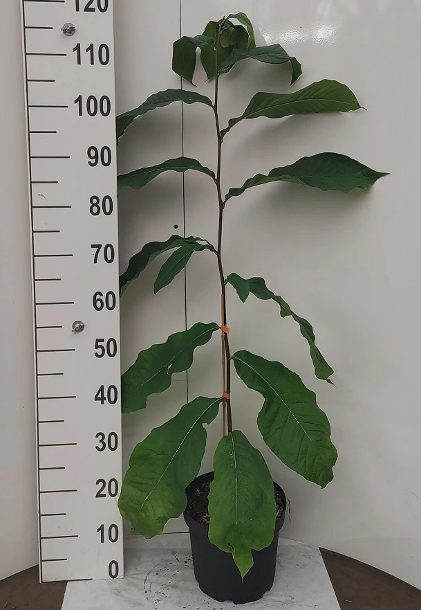 Veredelte Indianerbanane `Prolific´ Asimina Triloba `Profilic´ 3 Veredelte Indianerbanane `Prolific´ Asimina Triloba `Profilic´ – Bild 3