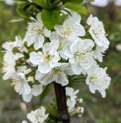 Säulensauerkirsche `Jachim´ Prunus Cerasus `Jachim´ 7 Säulensauerkirsche `Jachim´ Prunus Cerasus `Jachim´ -Obstbäume Verkäufe Jachim Bl te