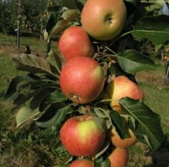 Säulenapfel `James Grieve Super Compact ®´ Malus Domestica `James Grieve Super Compact´