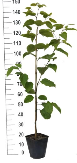 Japanischer Rosinenbaum Hovenia Dulcis 5 Japanischer Rosinenbaum Hovenia Dulcis -Obstbäume Verkäufe Japanischer rosinenbaum weiss