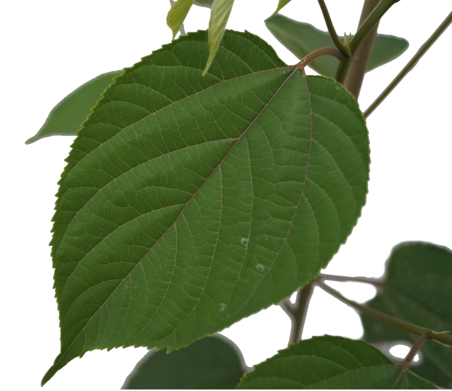 Japanischer Rosinenbaum Hovenia Dulcis 2 Japanischer Rosinenbaum Hovenia Dulcis – Bild 2