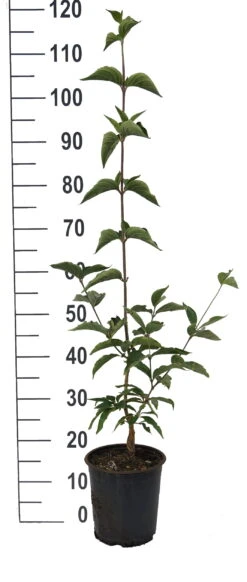 Großfrüchtige Kornelkirsche `Jolico´ Cornus Mas `Jolico´ -Obstbäume Verkäufe Jolico Kornelkirsche weiss