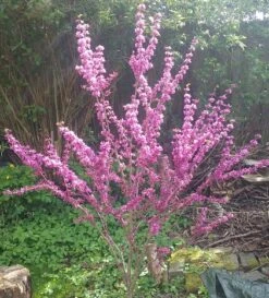 Judasbaum Cercis Siliquastrum -Obstbäume Verkäufe Judasbaum