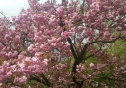 Zierkirsche `Kanzan´ Prunus Serrulata `Kanzan´ -Obstbäume Verkäufe Kanzan Kirsche