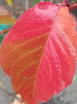 Zierkirsche `Kanzan´ Prunus Serrulata `Kanzan´ -Obstbäume Verkäufe Kanzan herbstf rbung