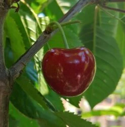 Säulensauerkirsche `Jachim´ Prunus Cerasus `Jachim´ 9 Säulensauerkirsche `Jachim´ Prunus Cerasus `Jachim´ -Obstbäume Verkäufe KirscheqrHhSGMlGgmAy