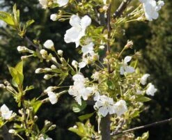 Zwergsauerkirsche Kobold Prunus Cerasus `Kobold´ -Obstbäume Verkäufe Kobold Bl te