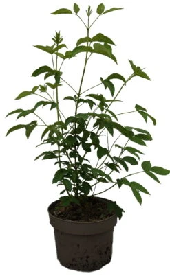 Kolchische Pimpernuss Staphylea Colchica 7 Kolchische Pimpernuss Staphylea Colchica -Obstbäume Verkäufe Kolchische Pimpernuss