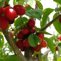 Großfrüchtige Kornelkirsche `Jolico´ Cornus Mas `Jolico´ -Obstbäume Verkäufe Kornelkirsche jolico