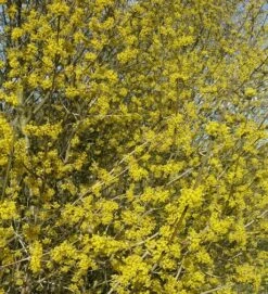 Großfrüchtige Kornelkirsche `Schönbrunner Gourmet Dirndl´ Cornus Mas `Schönbrunner Gourmetdirndl´ 7 Großfrüchtige Kornelkirsche `Schönbrunner Gourmet Dirndl´ Cornus Mas `Schönbrunner Gourmetdirndl´ -Obstbäume Verkäufe Kornelkirschen