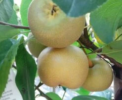 Nashi Kosui Pyrus Pyrifolia `Kosui´ -Obstbäume Verkäufe Kosui5b63fe90ca096