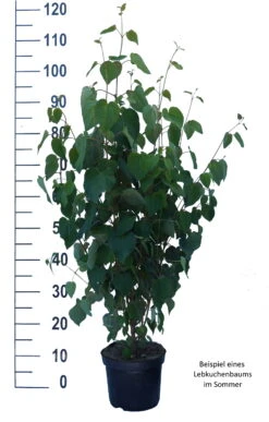 Lebkuchenbaum / Katsurabaum Cercidiphyllum Japonicum -Obstbäume Verkäufe Lebkuchenbaum weiss