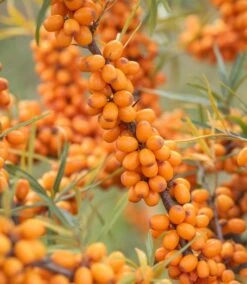 Sanddorn `Leikora´ Hippophae Rhamnoides `Leikora´
