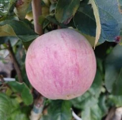 Zwergapfel Maloni® `Lilly´® Malus Domestica `Lilly´