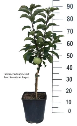 Zwergapfel Maloni® `Lilly´® Malus Domestica `Lilly´ 5 Zwergapfel Maloni® `Lilly´® Malus Domestica `Lilly´ -Obstbäume Verkäufe Lilly weiss