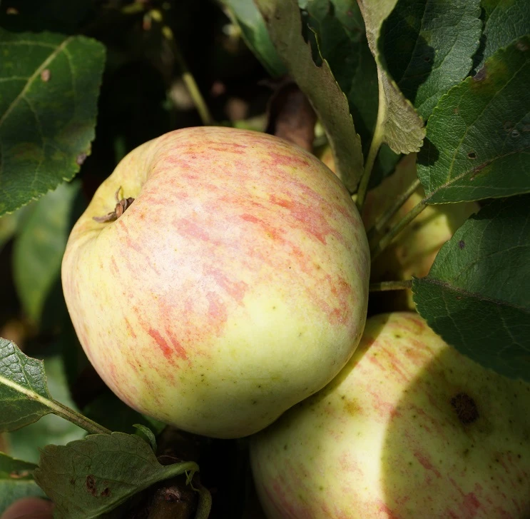 Zwergapfel Maloni® `Lilly´® Malus Domestica `Lilly´ 2 Zwergapfel Maloni® `Lilly´® Malus Domestica `Lilly´ – Bild 2