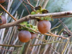 Lotuspflaume, Bildet Kleine Kakifrüchte Diospyros Lotus