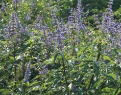 Mönchspfeffer Vitex Agnus Castus -Obstbäume Verkäufe M nchpfeffer 3