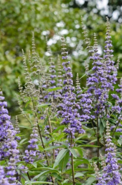 Mönchspfeffer Vitex Agnus Castus -Obstbäume Verkäufe M nchspfeffer