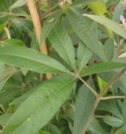 Mönchspfeffer Vitex Agnus Castus -Obstbäume Verkäufe M nchspfeffer Blatt