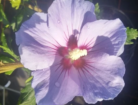 Hibiskus `Marina´ Hibiscus Syriacus `Marina 2 Hibiskus `Marina´ Hibiscus Syriacus `Marina – Bild 2