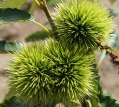 Esskastanie `Maraval´ Castanea Sativa `Maraval´ -Obstbäume Verkäufe Maraval5b62cdb854980